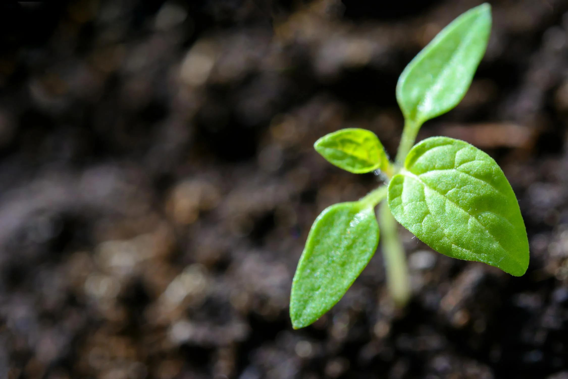 Plant Disease Detection System